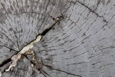 Eski ahşap arka plan doku. Ahşap tahta kahverengi doku arka plan. arka plan olarak kullanılan eski, grunge ahşap paneller