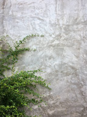 Duvar tuğla zemin, sarmaşık duvar üzerine yeşil yaprakları