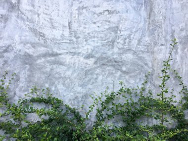 Soyut bitki çimento duvar arka plan ile. Duvar tuğla zemin, sarmaşık duvar üzerine yeşil yaprakları