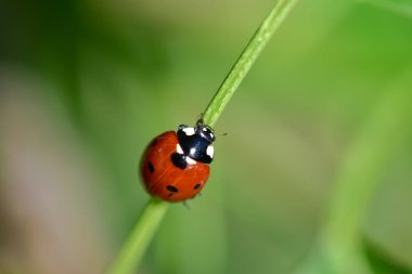 Kırmızı nokta. Uğur böceği üzerinde yeşil yeşillik.