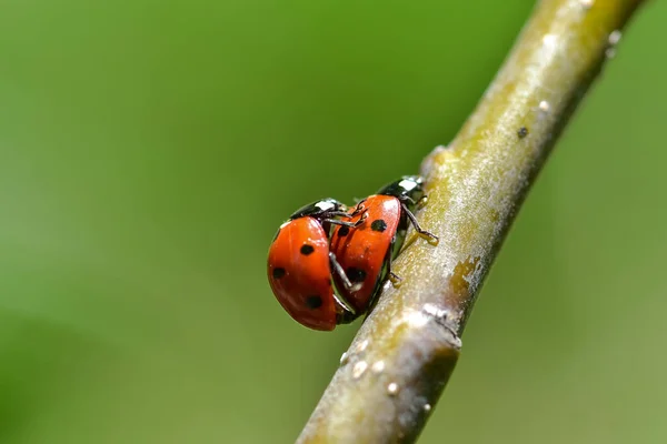 Rode Stip Lieveheersbeestje Groen Gebladerte — Stockfoto