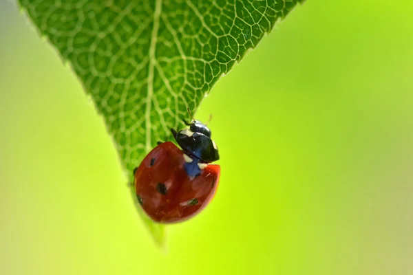 Point Rouge Coccinelle Sur Feuillage Vert — Photo