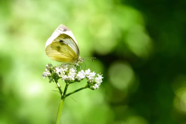 Bir çiçek alanında beslenirler güzel Avrupa büyük lahana beyaz kelebek (Pieris brassicae).
