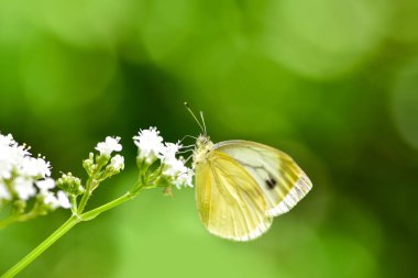 Bir çiçek alanında beslenirler güzel Avrupa büyük lahana beyaz kelebek (Pieris brassicae).