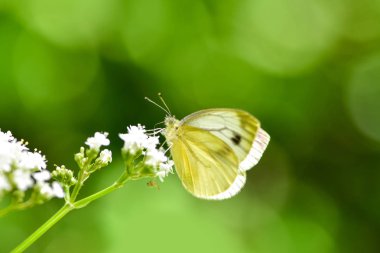 Bir çiçek alanında beslenirler güzel Avrupa büyük lahana beyaz kelebek (Pieris brassicae).