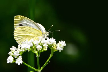 Beautiful European Large Cabbage White butterfly (Pieris brassicae) feeding on a flower in the field. clipart