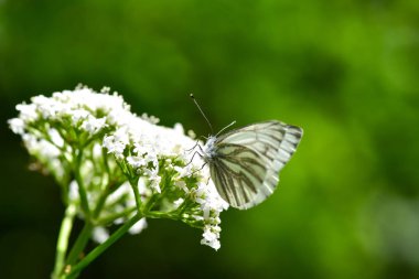 Bir çiçek alanında beslenirler güzel Avrupa büyük lahana beyaz kelebek (Pieris brassicae).