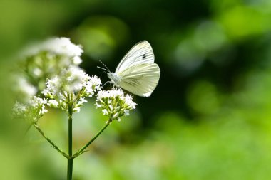 Bir çiçek alanında beslenirler güzel Avrupa büyük lahana beyaz kelebek (Pieris brassicae).