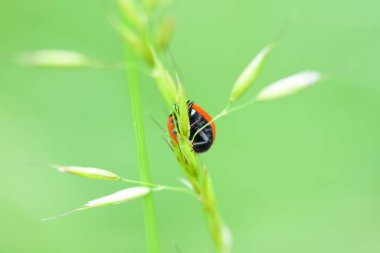 Yumuşak bahar yaz alan metin için boş alan ile makro yakın çekim doğada genç yeşil çim ve uğur böceği taze kulakları odaklı .