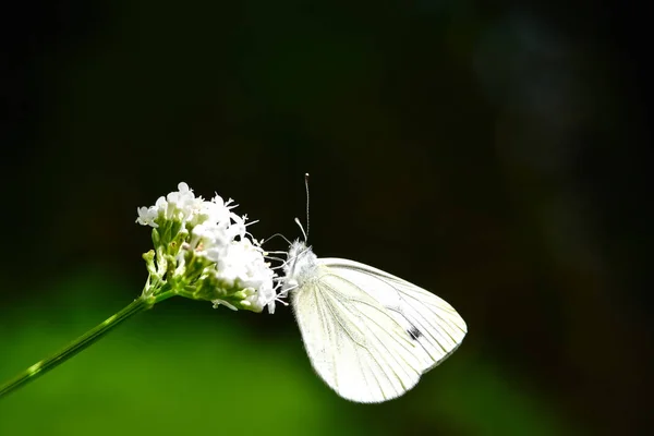 Prachtige Europese Large Kool Wit Vlinder Pieris Brassicae Voeden Met — Stockfoto