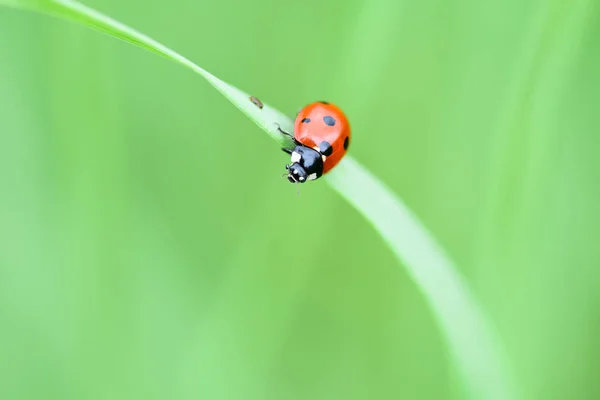 Soft Focused Fresh Ears Young Green Grass Ladybug Nature Spring — Stock Photo, Image