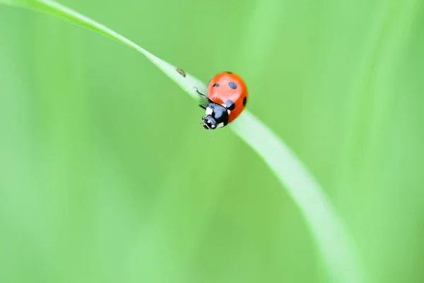 Doux Concentré Oreilles Fraîches Jeune Herbe Verte Coccinelle Sur Nature — Photo