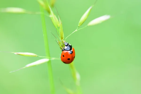 Zachte Verse Oren Van Jong Groen Gras Lieveheersbeestje Gericht Natuur — Stockfoto