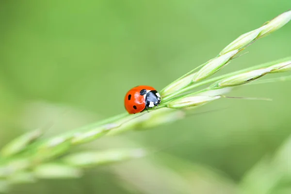 Zachte Verse Oren Van Jong Groen Gras Lieveheersbeestje Gericht Natuur — Stockfoto