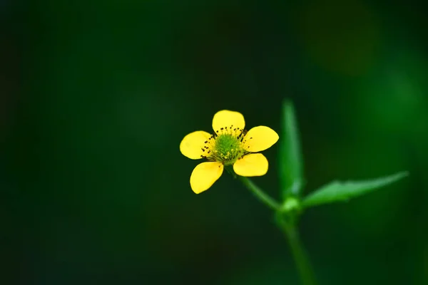 Una Hermosa Florecita Amarilla Prado Alto Buttercup Bosque Verano Primavera — Foto de Stock