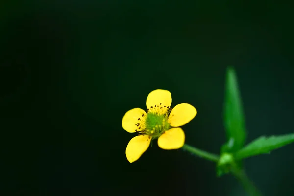 Una Hermosa Florecita Amarilla Prado Alto Buttercup Bosque Verano Primavera — Foto de Stock