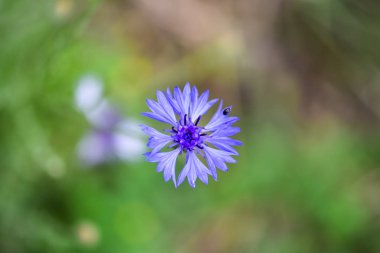 Güzel mavi peygamber çiçeği bitki veya lisans düğme (centaurea cyanus) alanı (yaz, bahar). Makro fotoğraf bir çiçek.