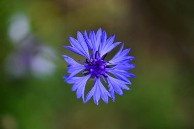 Güzel mavi peygamber çiçeği bitki veya lisans düğme (centaurea cyanus) alanı (yaz, bahar). Makro fotoğraf bir çiçek.