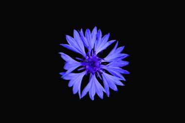 Siyah arka plan üzerine izole güzel mavi peygamber çiçeği bitki veya lisans düğmesini (centaurea cyanus).