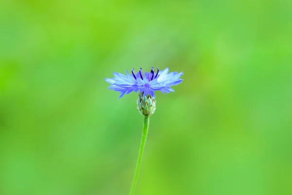 Hermosa Hierba Aciano Azul Botón Soltero Centaurea Cyanus Campo Verano — Foto de Stock