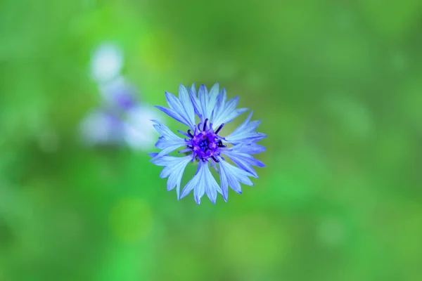 Belle Herbe Bleue Bleuet Bouton Célibataire Centaurée Cyanus Dans Champ — Photo