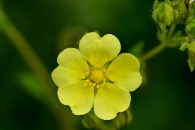 Çiçek açan ince kurtpençesi (Potentilla gracilis) yaz bahçesinde. Güzel küçük sarı ince kurtpençesi (Potentilla gracilis) bir alanda çiçekler