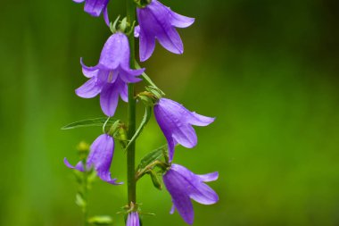 Çiçek mavi Creeping bellflower veya rampion bellflower (Campanula rapunculoides) (Bahçe) alanında. Güzel mavi Creeping bellflower.