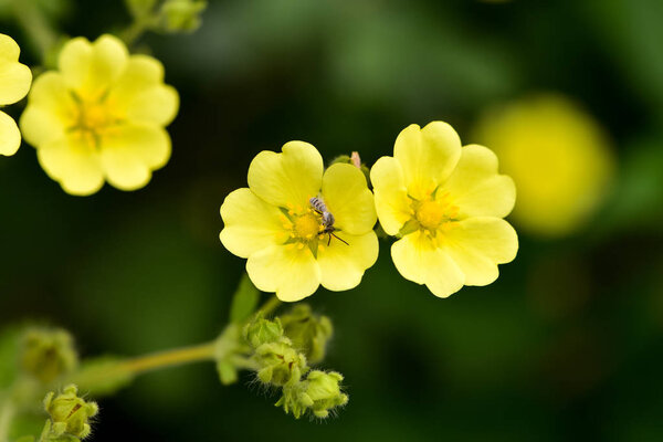 Blooming Slender Cinquefoil (Potentilla gracilis) in the summer garden. Beautiful little yellow flowers Slender Cinquefoil (Potentilla gracilis) in a field