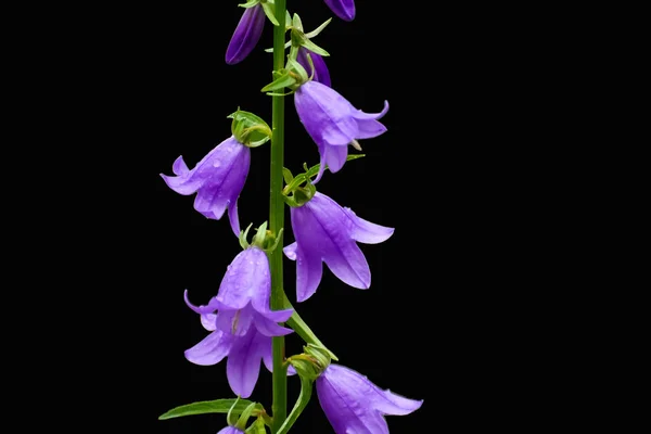 Blommande Blå Creeping Bellflower Eller Rampion Hässleklocka Campanula Rapunculoides Isolerade — Stockfoto