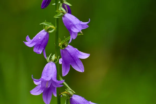 Kukkivat Sininen Hiipivä Kellokukka Tai Rampion Kellokukka Campanula Rapunculoides Alalla — kuvapankkivalokuva