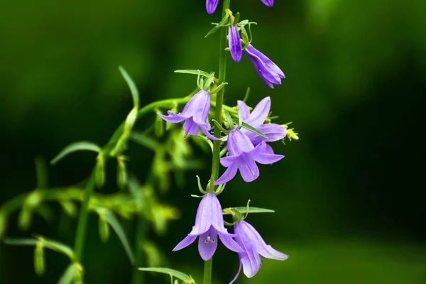 Kukkivat Sininen Hiipivä Kellokukka Tai Rampion Kellokukka Campanula Rapunculoides Alalla — kuvapankkivalokuva