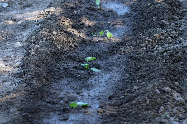 Planted Vegetable Sprouts Garden Garden Beds Planted Different Vegetables Garden — Stock Photo, Image