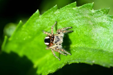 Bir atlama örümcek avcılık av için yeşil bir arka plan üzerinde. Hayat ayak altında bir çiçek yatakta devam ediyor.