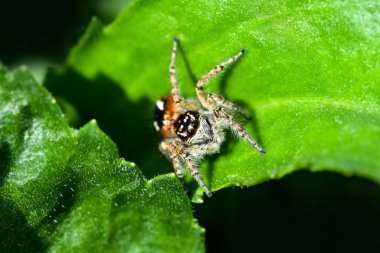 Bir atlama örümcek avcılık av için yeşil bir arka plan üzerinde. Hayat ayak altında bir çiçek yatakta devam ediyor.