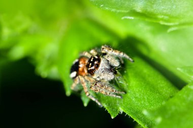 Bir atlama örümcek avcılık av için yeşil bir arka plan üzerinde. Hayat ayak altında bir çiçek yatakta devam ediyor.