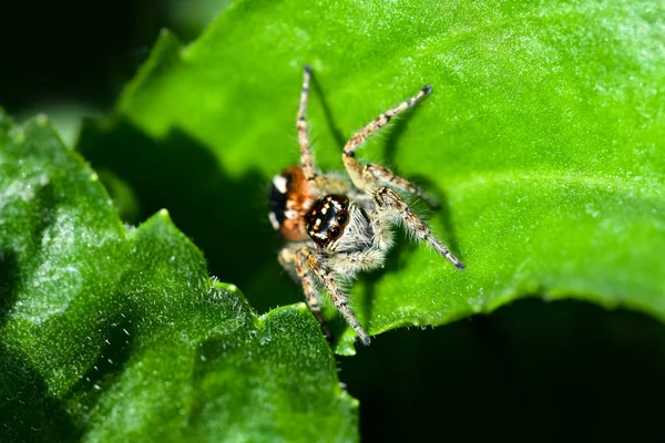 Bir atlama örümcek avcılık av için yeşil bir arka plan üzerinde. Hayat ayak altında bir çiçek yatakta devam ediyor.