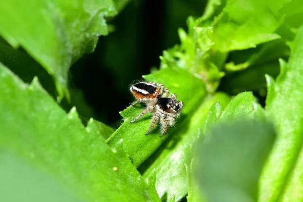 Una Araña Saltando Cazando Presas Sobre Fondo Verde Vida Bajo — Foto de Stock