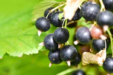 Blackcurrants üzerinde blackcurrants dalı (doğa üzerinde Bahçe, hasat bush dalda)