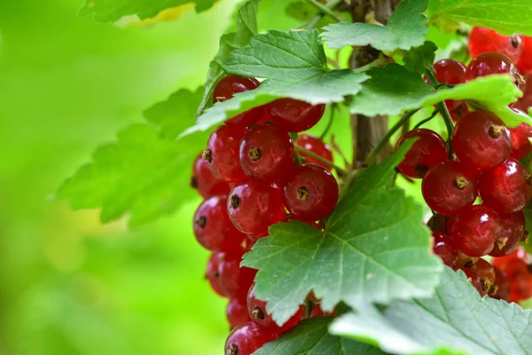 Ripe Red Currants Garden Close Background — Stock Photo, Image