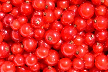 Olgun ve yıkanmış kırmızı kuş üzümü. Yukarıdan üzerinde parlak güneş ışığı görüntülemek.