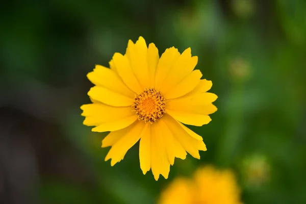 Hermosas Flores Silvestres Cosmos Día Verano Flor Del Prado Naturaleza — Foto de Stock