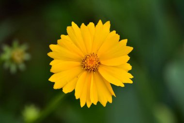 Bir yaz gününde güzel kır çiçekleri Cosmos. Çayır çiçek (doğa, arka planlar, dokular)