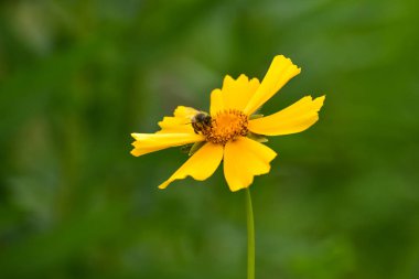 Bir yaz gününde güzel kır çiçekleri Cosmos. Çayır çiçek (doğa, arka planlar, dokular)