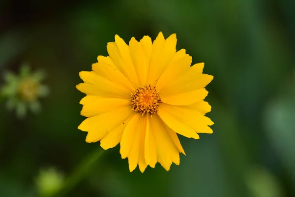 Hermosas Flores Silvestres Cosmos Día Verano Flor Del Prado Naturaleza — Foto de Stock