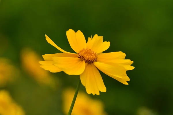 Bir yaz gününde güzel kır çiçekleri Cosmos. Çayır çiçek (doğa, arka planlar, dokular)