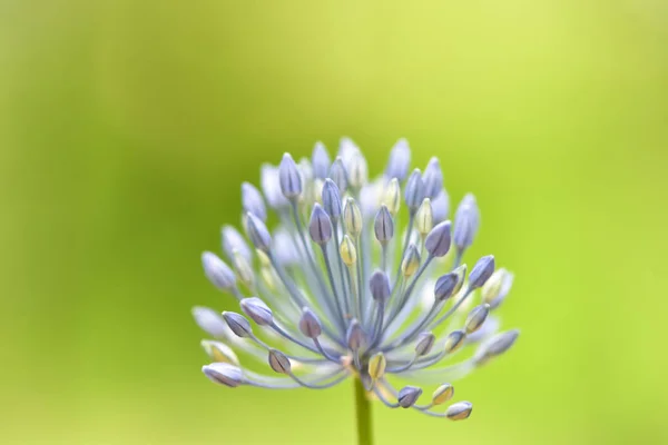 Weich Fokussierte Schöne Blume Allium Caeruleum Blaue Weltzwiebel Oder Zierzwiebel — Stockfoto