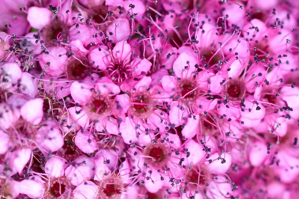 Великим Планом Фото Красиву Квітку Спірея Японська Японський Лабазнік Або — стокове фото