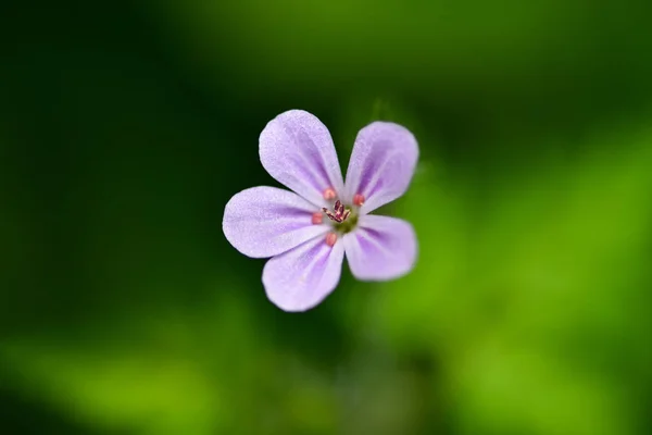 Belle Petite Fleur Geranium Robertianum Communément Appelée Herb Robert Red — Photo