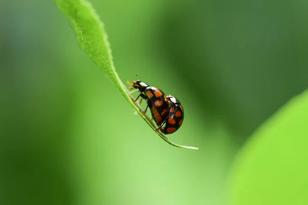 Punto Rojo Mariquita Follaje Verde Proceso Reproducción Insectos — Foto de Stock