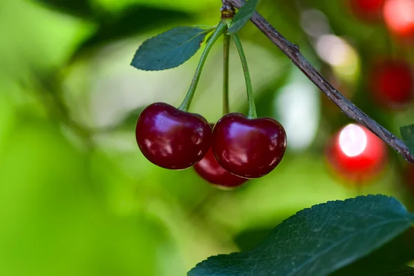 Ripe Cherry Branch Garden — Stock Photo, Image